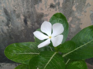 White Periwinkle Flower