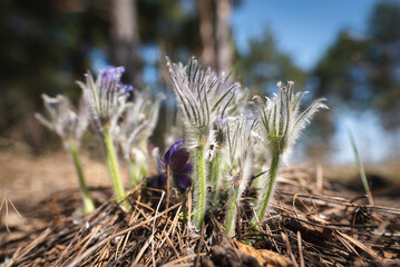 Sleep-Grass. Flowers Wind-Flower (Pulsatilla Patens). First spring April blue sleep-grass flowers