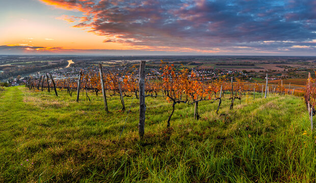 Tokaj, Hungary - The world famous Hungarian vineyards of Tokaj wine region on a wide panoramic image with beautiful colorful sky at sunrise taken on a warm, golden glowing autumn morning