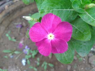 Purple Periwinkle Flower