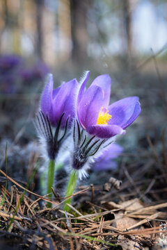 Sleep-Grass. Flowers Wind-Flower (Pulsatilla Patens). First spring April blue sleep-grass flowers