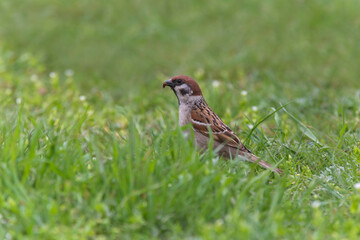 sparrow eating insect in green grass