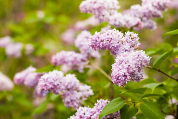 Lilac garden, colorful lilac blooming, spring flower