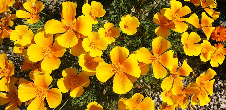A bush of yellow flowers Eschscholzia californica in the garden. Panorama.
