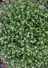 Small white flowers on green grass, top view.