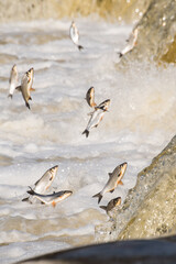 Fishes go for spawning upstream. Vimba jumps over waterfall on the Venta River. Kuldiga, Latvia.
