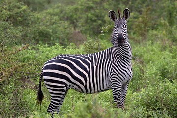 Plains Zebra(Equus quagga). Nyerere National Park. Tanzania. Africa. © Rostislav