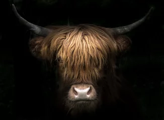 Photo sur Plexiglas Highlander écossais patron taureau