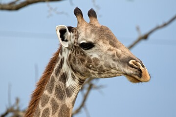 Masai Giraffe (Giraffa camelopardalis). Nyerere National Park. Tanzania. Africa.