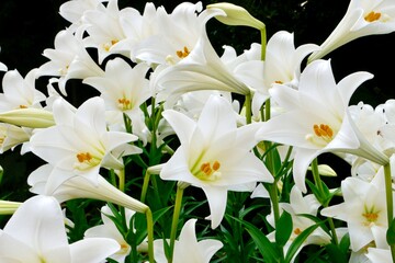 Blooming Lilium longiflorum, often called the Easter lily, is a plant endemic to Taiwan. White lilies often chosen for both weddings and funerals. Concept: purity, commitment, rebirth and sympathy.