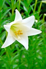 Isolated of Lilium longiflorum, often called the Easter lily, is a plant endemic to Taiwan. White lilies often chosen for both weddings and funerals. Concept: purity, commitment, rebirth and sympathy.