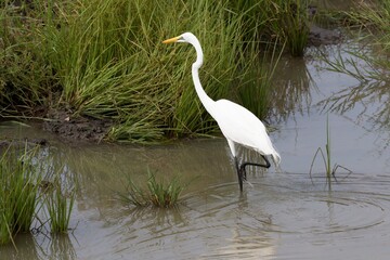 Western Great Egret (Ardea alba). Nyerere National Park. Tanzania. Africa.