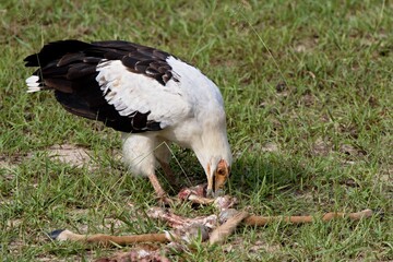 Palm-nut Vulture (Gipohierax angolensis). Nyerere National Park. Tanzania. Africa.