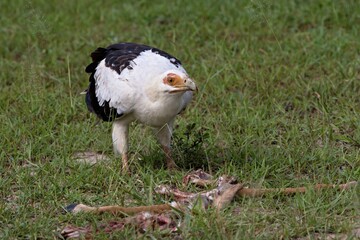Palm-nut Vulture (Gipohierax angolensis). Nyerere National Park. Tanzania. Africa.