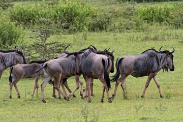 Obraz na płótnie Canvas Blue Wildebeest (Connochaetes taurinus ). Nyerere National Park. Tanzania. Africa.