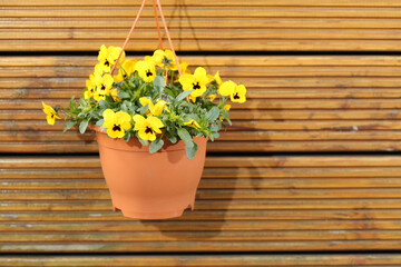 Fototapeta na wymiar yellow flowers in pot