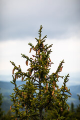 A lonely pine tree against the sky in the mountains
