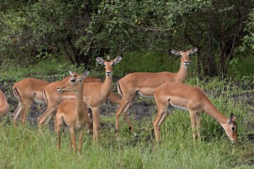 Impala (Aepyceros melampus). Nyerere National Park. Tanzania. Africa.