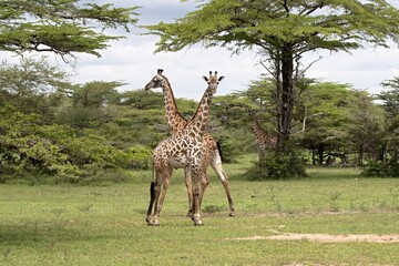 Masai Giraffe (Giraffa camelopardalis). Nyerere National Park. Tanzania. Africa.