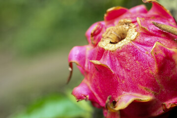 Fresh red dragon fruit on wooden table