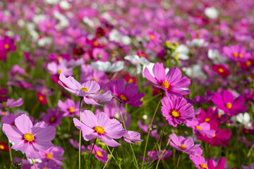 Obraz na płótnie Canvas Cosmos flowers blooming in Autumn with spectacular colours