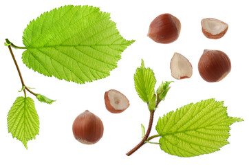 Hazelnut and green walnut leaves isolated on white background