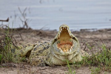 Nile Crocodile (Crocodylus niloticus). Nyerere National Park. Tanzania. Africa.