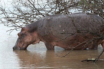 Hippopotamus (Hippopotamus amphibius). Nyerere National Park. Rufiji River. Tanzania. Africa.