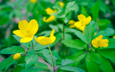 Yellow buttercup flower close-up in spring. Full-blown and half-blown buds of ranunculus acris family with green leaves.