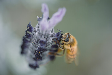bee detail on a flower while eating nectar