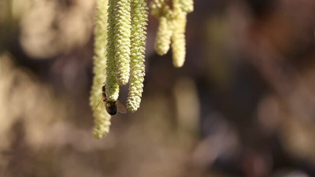 Slow Motion of European Honey Bee Collecting Pollen from Hanging Male Catkins of Corylus Avellana. Apis Mellifera Pollinates Flowering Shrub in the Garden during Early Spring.