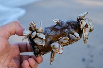 A hand picking up a thrown away glass bottle full of barnacles at a beach, cleaning up the trash to save the environment.