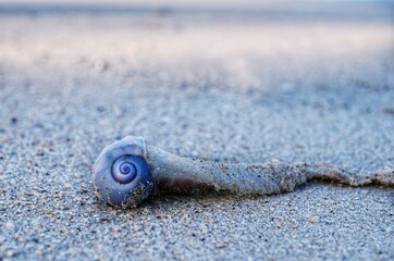 A common violet sea snail, also known as janthina janthina, with its colorful violet shell and long white long air bubbles for floating in the ocean is washed up along a sandy beach in Thailand.