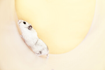 Dzungarian grey hamster in a wheel on a yellow background. Mockup for text.High quality photo