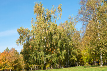 Obraz premium Forest and colorful trees on an autumn sunny day
