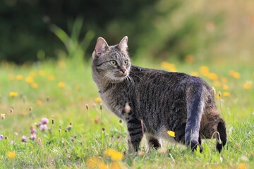 Naklejka na ściany i meble beautiful tabby cat standing in the blooming meadow. Domostic cat in the garden