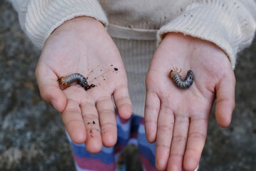 A girl is showing off rhinoceros beetle larvae in her hands after digging them up from the ground in a garden, preparing to raise them into adult beetles.