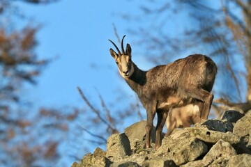 Chamois, Rupicapra rupicapra, in the stone hill. Studenec hill, Czech Republic. Animal from Alp. Autumn tree, background.