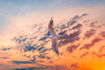 Naklejka premium One big flying seagull on beautiful sunset sky cloudy background
