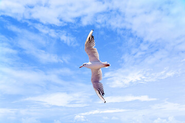 One big flying seagull on blue sky cloudy background