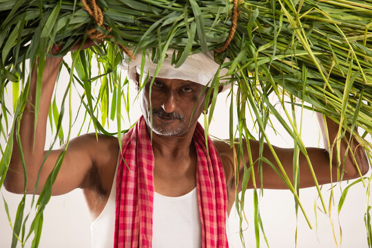 Indian Farmer Carrying Bundle of Paddy Crop	