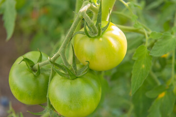 Not quite ripe tomatoes on a branch in a greenhouse