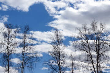 Silhouettes of white birches on the background of a beautiful cloudy blue sky. Spring blue sky with airy white clouds and tree branches. Copy space.