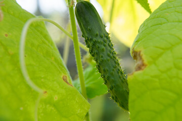 Green prickly long cucumber on a branch in a greenhouse