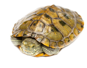 little turtle on a white background