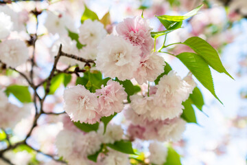 八重櫻満開。The double cherry blossoms are in full bloom.