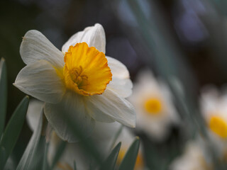 Blooming white daffodil in the garden © Andrzej Borowiec