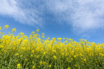 field of canola