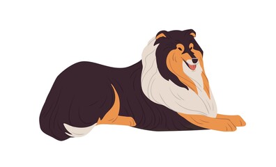 Hairy Collie dog resting. English doggy breed with long coat. Happy friendly purebred doggie. Colored flat vector illustration isolated on white background