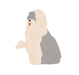 Old English sheepdog, or Bobtail. Shepherd's sheep dog with long shaggy coat. Flat vector illustration of bob-tail doggy with raised paw and tongue out isolated on white background